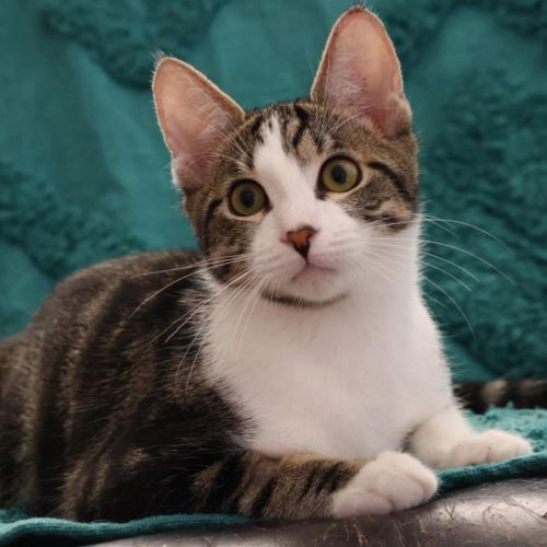 13624 - Fender - Domestic Short Hair (DSH) Cat