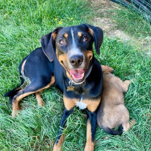 Mo - Australian Kelpie x Border Collie Dog