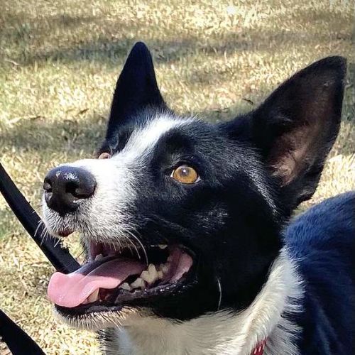 Ruby - Border Collie Dog