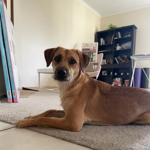 Bobby  - Irish Wolfhound x Australian Cattle Dog