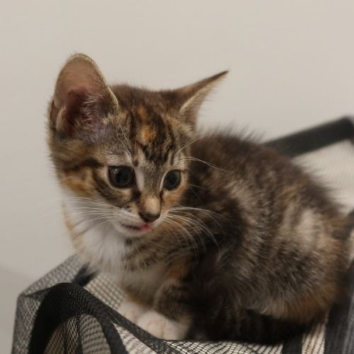 Maple - Domestic Short Hair (DSH) Cat