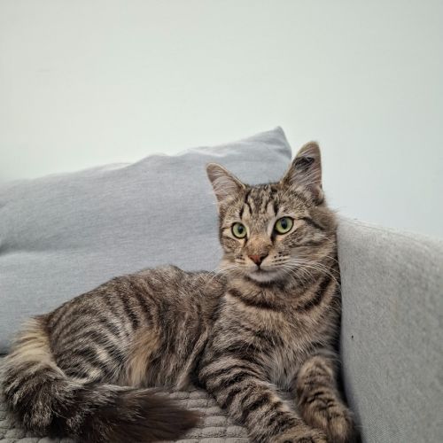 Oil Prices - Domestic Medium Hair (DMH) Cat