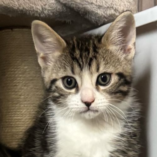 Anchor - Domestic Short Hair (DSH) Cat
