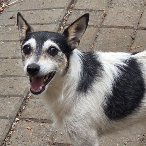 Gus - Tenterfield Terrier Dog