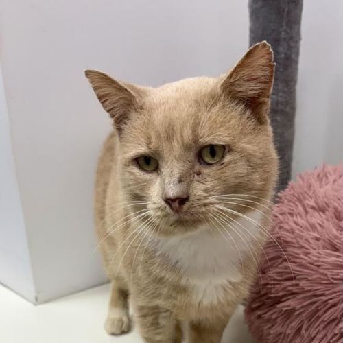 Charlie  - Domestic Short Hair (DSH) Cat