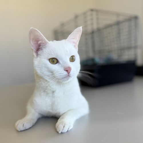 Harvey  - Domestic Short Hair (DSH) Cat