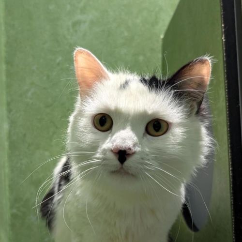Larry - Domestic Medium Hair Cat