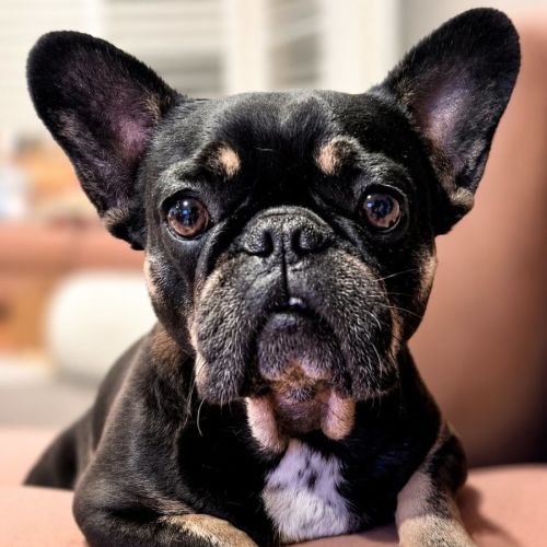 Winnie - French Bulldog