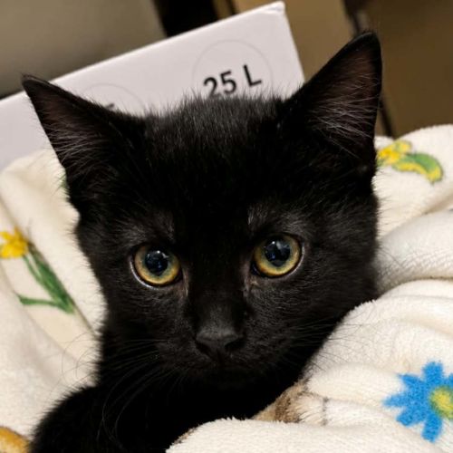 Squirtle - Domestic Short Hair (DSH) Cat