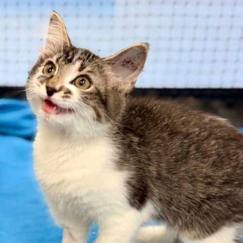 Ember  - Domestic Medium Hair (DMH) Cat