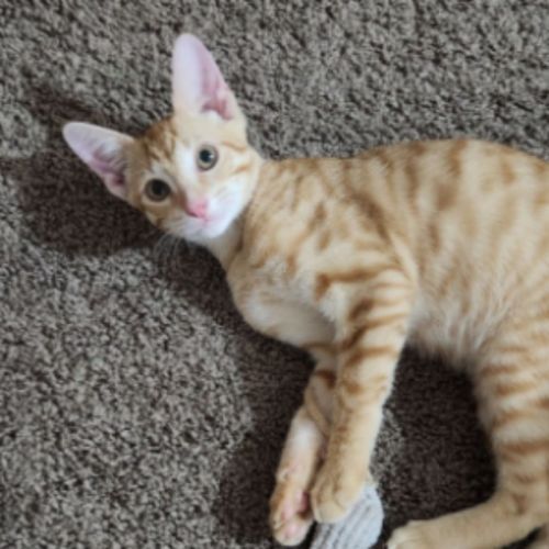 Kirby - Domestic Short Hair (DSH) Cat