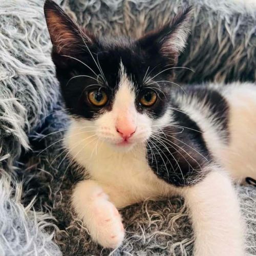 14376 - Bodhi - Domestic Short Hair (DSH) Cat