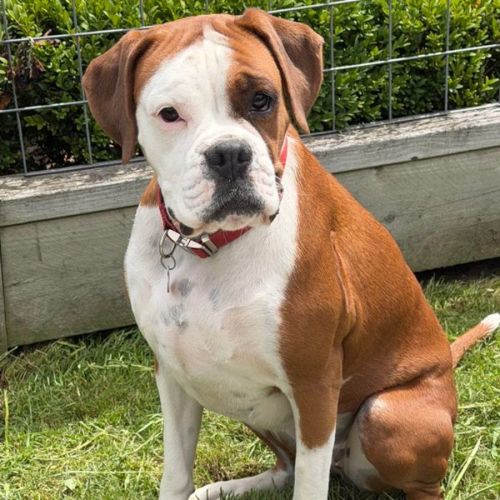 Marjorie  - Boxer Dog
