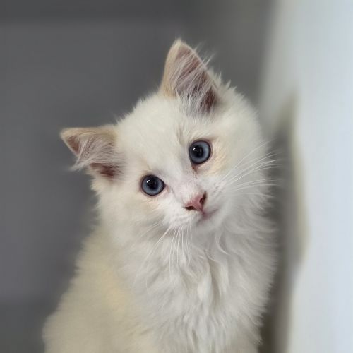 Aries - Ragdoll Cat