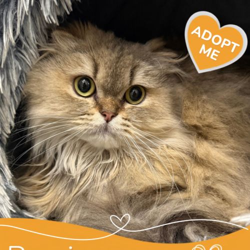 Persia - Scottish Fold Longhair x Himalayan Cat