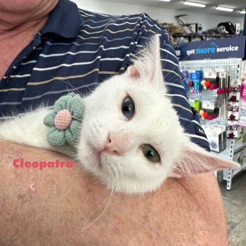 Cleopatra - Domestic Short Hair (DSH) Cat