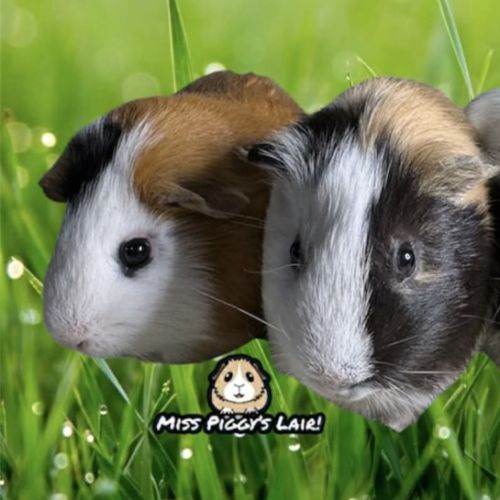 Popcorn, Mango & Muffin -  Guinea Pig