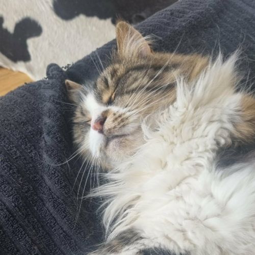 Lily - Domestic Short Hair (DSH) Cat