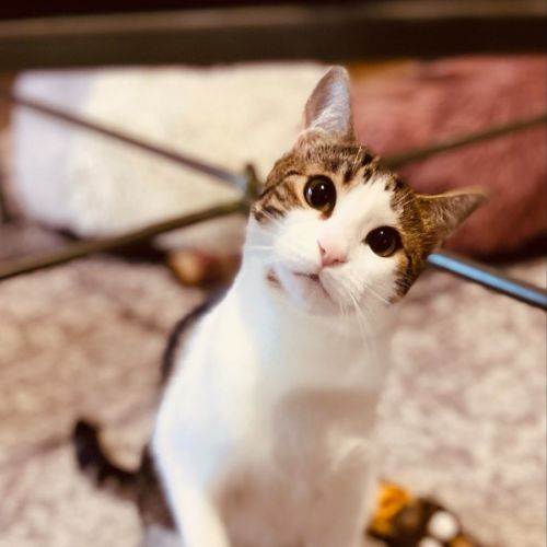 Amber - Domestic Short Hair Cat