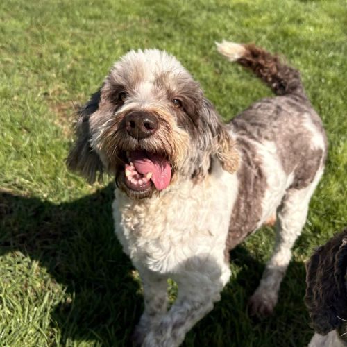 Hope - Labradoodle Dog