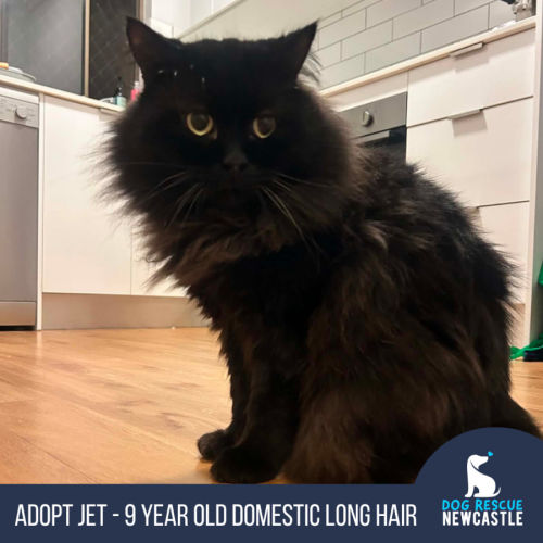 Jet - 9 Year Old Domestic Long Hair - Domestic Long Hair (DLH) Cat