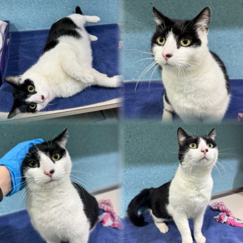 Opie - Domestic Short Hair (DSH) Cat