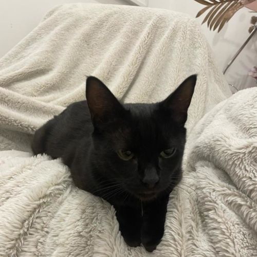 Harper - Domestic Short Hair (DSH) Cat