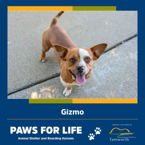 Gizmo - French Bulldog x Dachshund x American Staffordshire Terrier x Mixed breed Dog