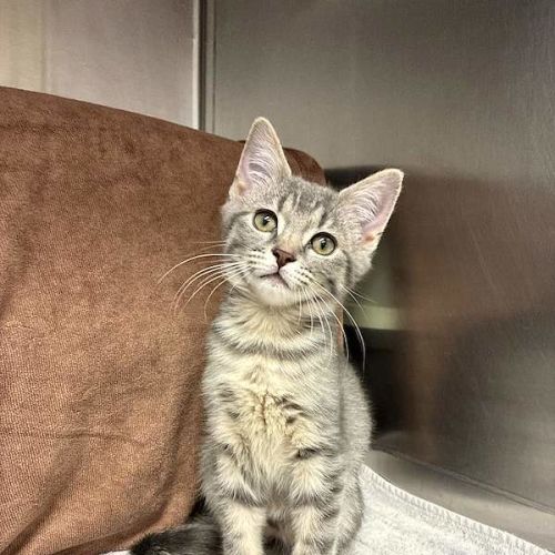 Pepper - Domestic Short Hair (DSH) Cat