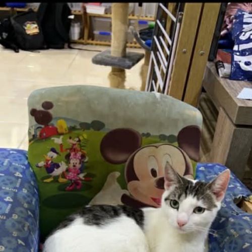 Snowy - Domestic Short Hair (DSH) Cat