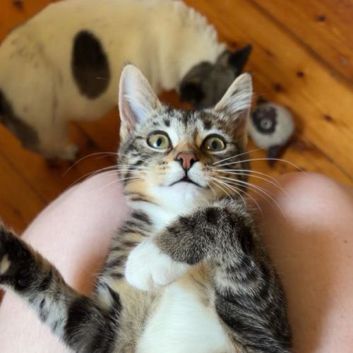 Sweetpea  - Domestic Short Hair (DSH) Cat