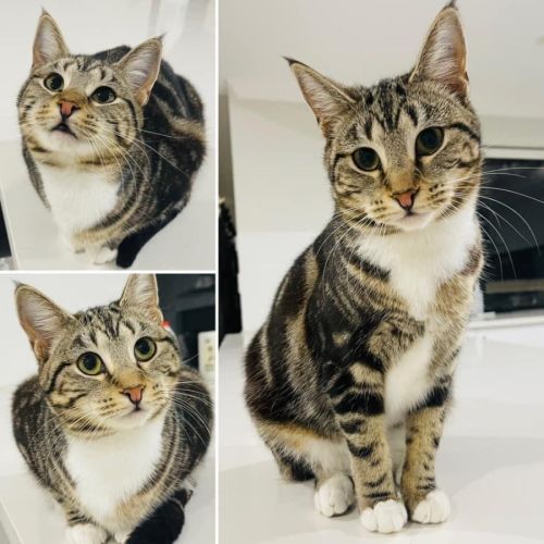 10362 - Treacle - Domestic Short Hair (DSH) Cat