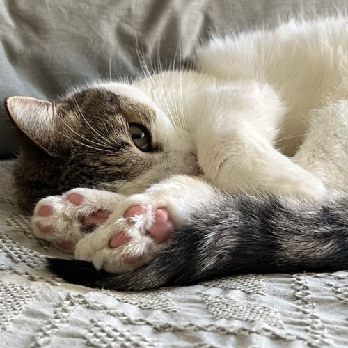 Brett **2nd Chance Cat Rescue** - Domestic Short Hair (DSH) Cat