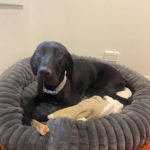 Ebony Darkness - Great Dane x Pointer Dog