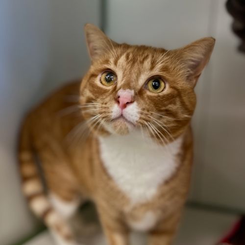 Boris - Domestic Short Hair Cat