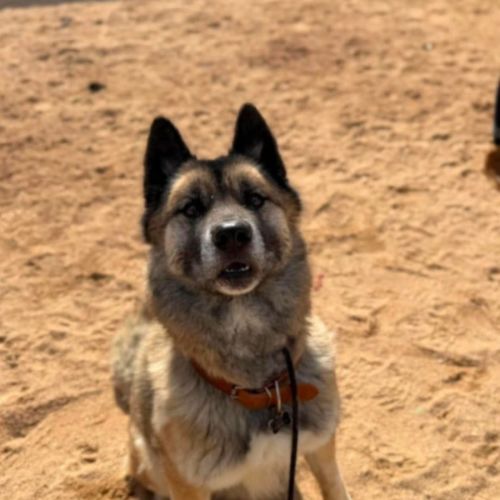 Ulky - Akita Dog