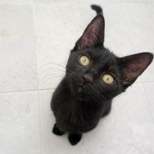 13236 - Buster - Domestic Short Hair (DSH) Cat