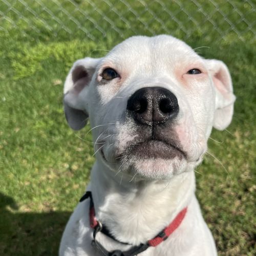 Monopoly - Staffy Dog