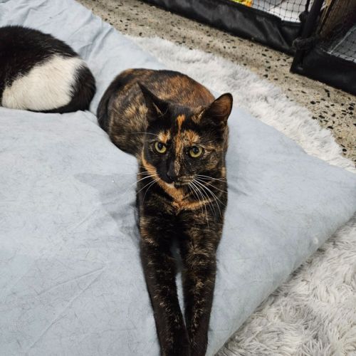Jewels - Domestic Short Hair (DSH) Cat