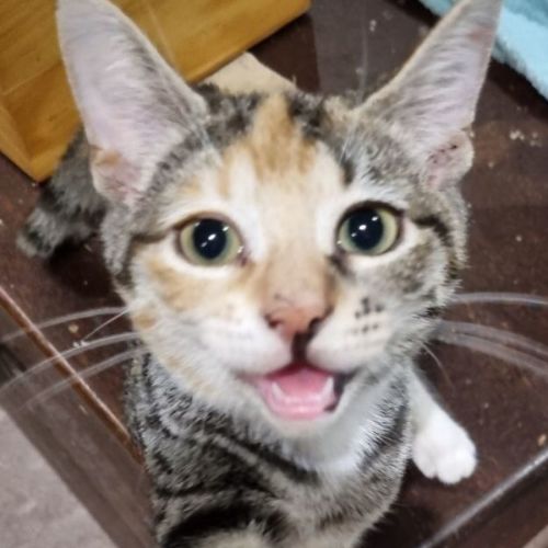 Callie - Domestic Short Hair Cat