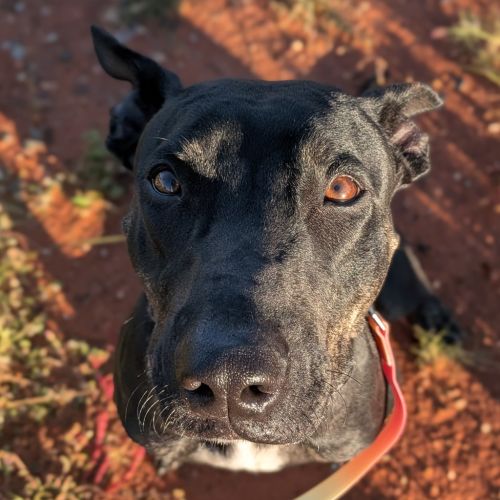 Nori - Mixed breed Dog