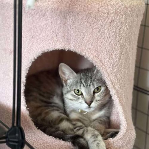 Saffron - Domestic Short Hair (DSH) Cat