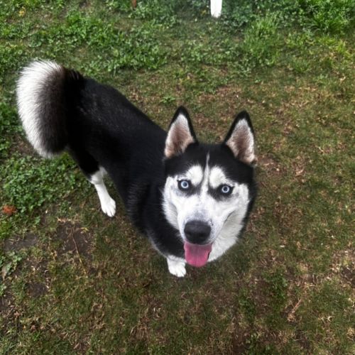 Sapphire imp 1829 - Siberian Husky Dog
