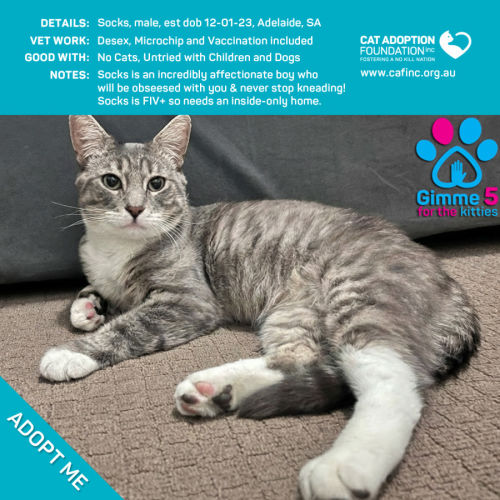 Socks - Domestic Short Hair (DSH) Cat