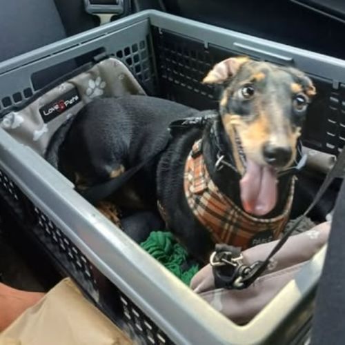 Dudley - Dachshund (Miniature Smooth Haired) Dog