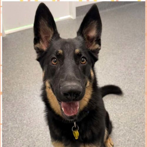 Luna  - German Shepherd Dog