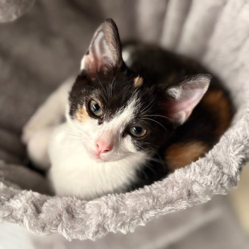 Posh Spice - Domestic Short Hair (DSH) Cat