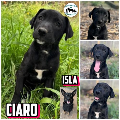 Ciaro  - Australian Kelpie Dog