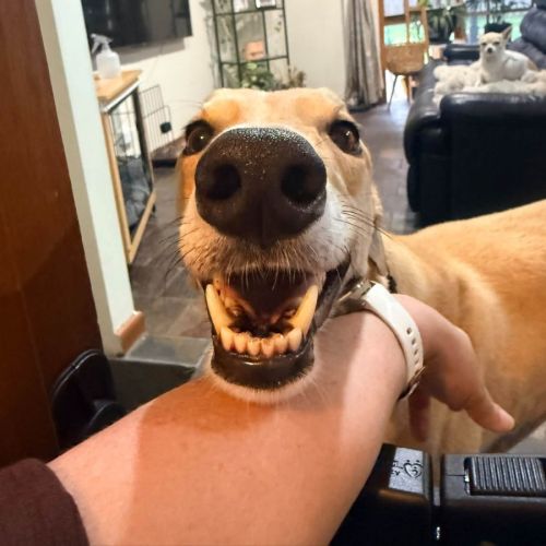 Jerry - Greyhound Dog