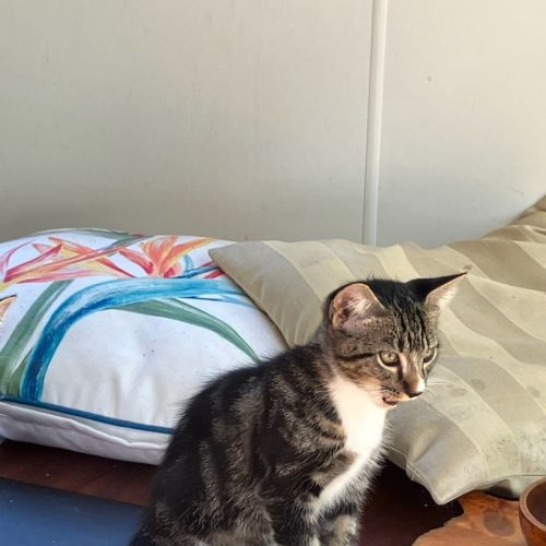 Boots♥️ - Domestic Short Hair (DSH) Cat